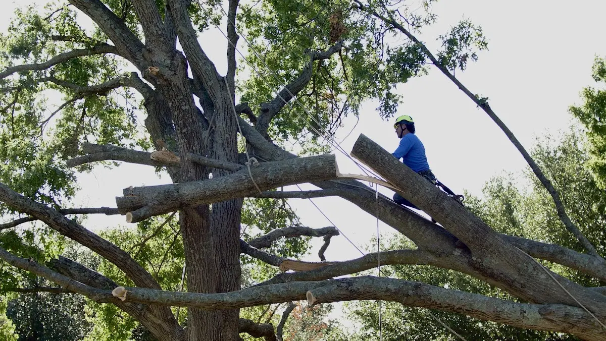 Professional Crown Thinning performed by certified arborists in Riverton